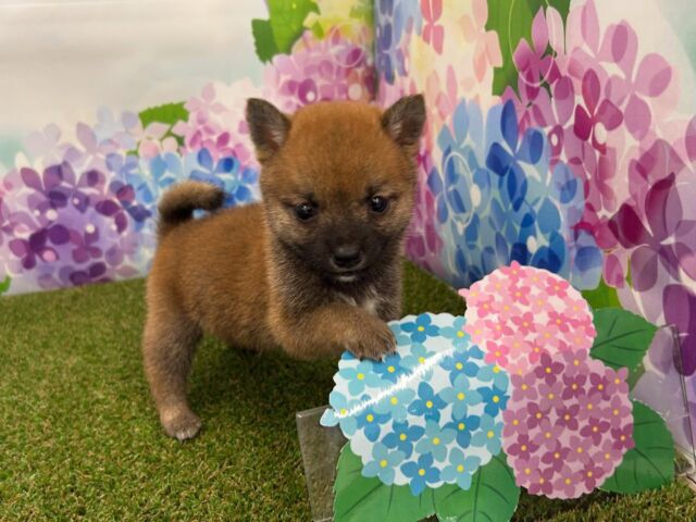 mayuppe　柴犬&チワワ　6点 NICOPET（ニコペット）横浜瀬谷店 | ワンニャンギャラリー | NICO PET