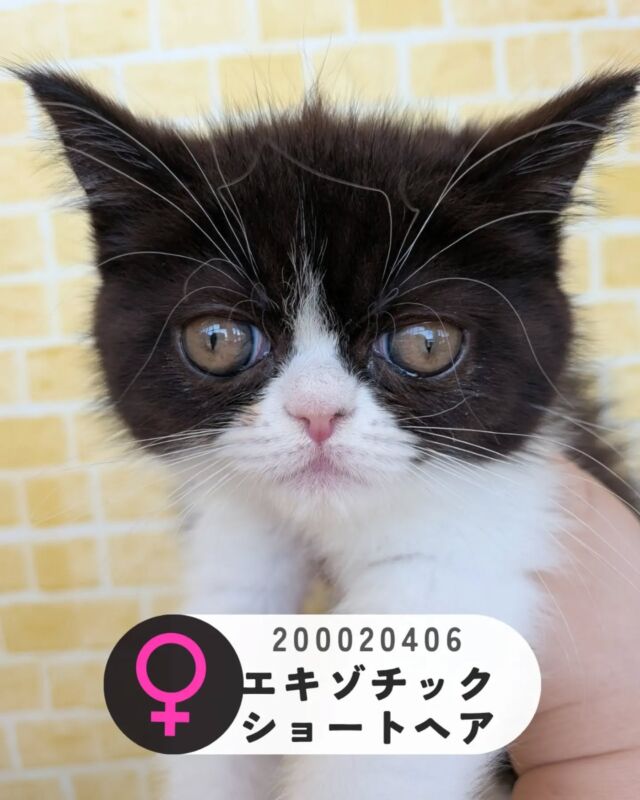 ペット屋ココ吉様 NICOPET（ニコペット）長岡店 | ワンニャンギャラリー | NICO PET