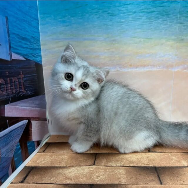 NICOPET（ニコペット）久喜菖蒲店 | ワンニャンギャラリー | NICO PET