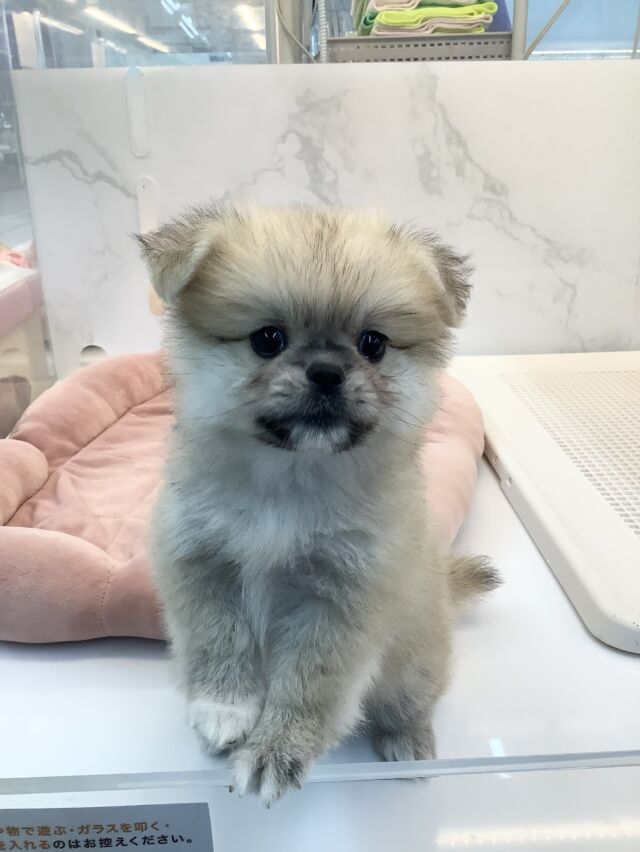 NICOPET（ニコペット）御経塚店 | ワンニャンギャラリー | NICO PET