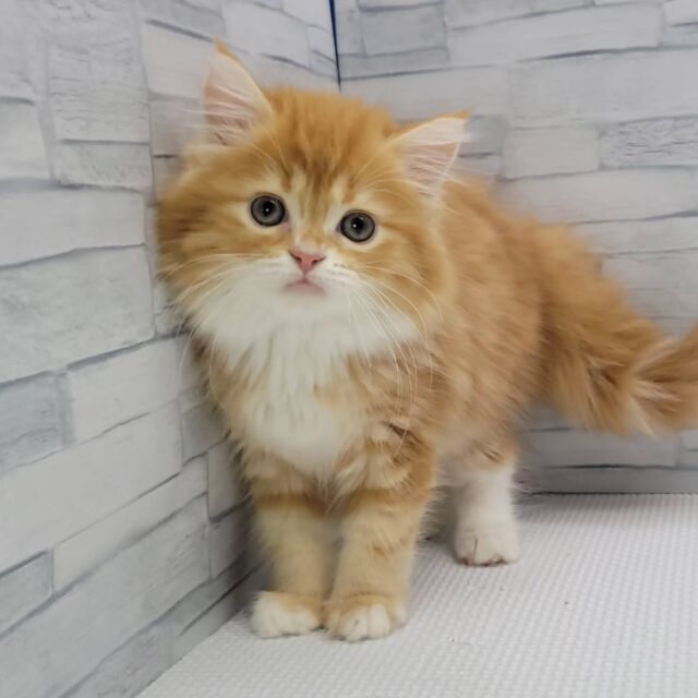 NICOPET（ニコペット）横浜瀬谷店 | ワンニャンギャラリー | NICO PET