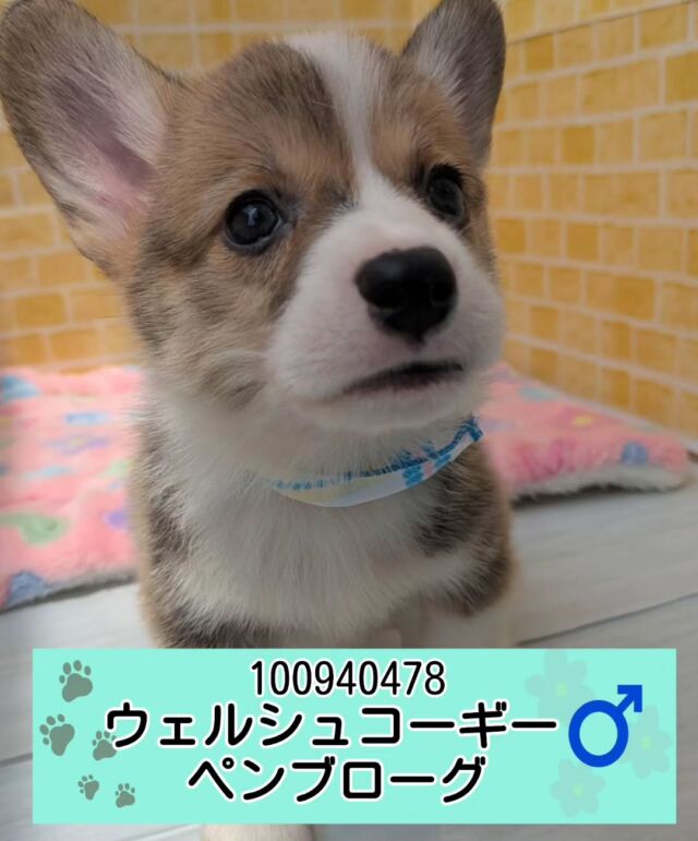 NICOPET（ニコペット）長岡店 | ワンニャンギャラリー | NICO PET