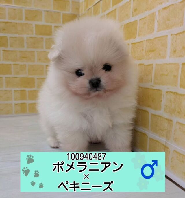 NICOPET（ニコペット）長岡店 | ワンニャンギャラリー | NICO PET