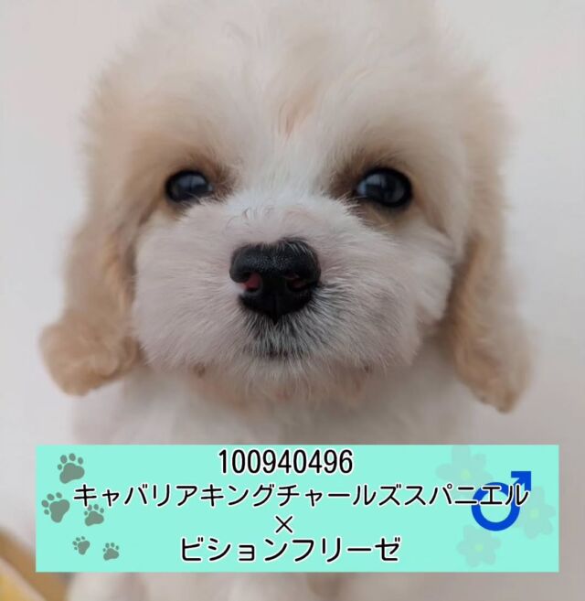 NICOPET（ニコペット）長岡店 | ワンニャンギャラリー | NICO PET