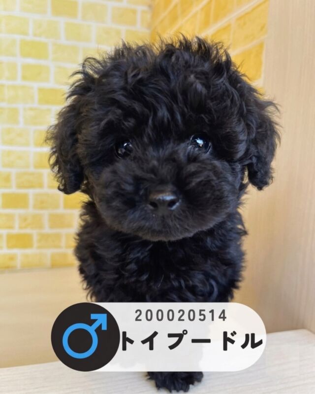 NICOPET（ニコペット）長岡店 | ワンニャンギャラリー | NICO PET