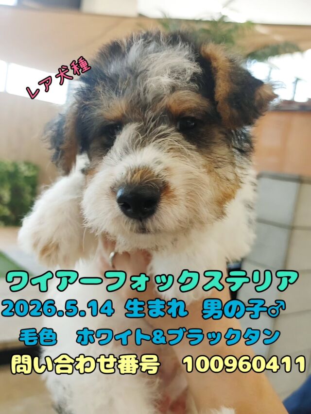 NICOPET（ニコペット）長岡店 | ワンニャンギャラリー | NICO PET