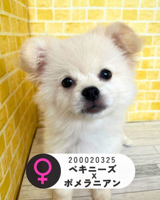 NICOPET（ニコペット）長岡店 | ワンニャンギャラリー | NICO PET