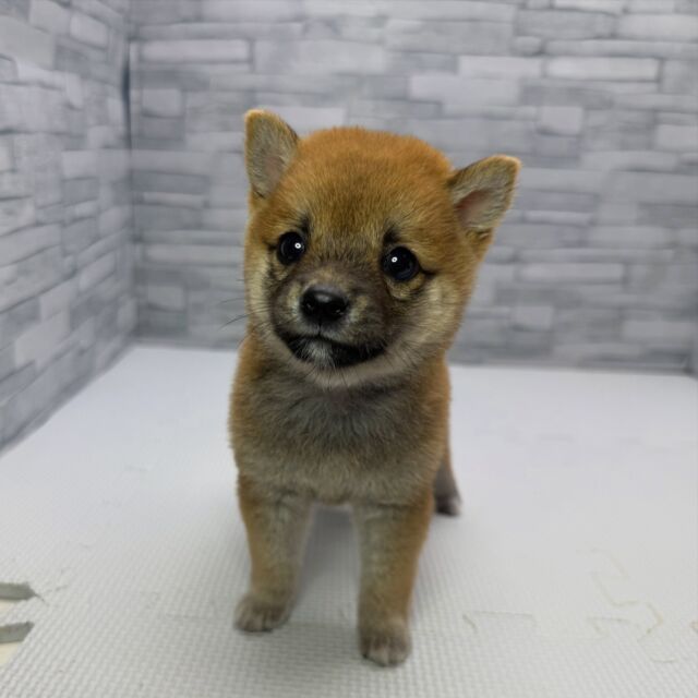 NICOPET（ニコペット）横浜瀬谷店 | ワンニャンギャラリー | NICO PET