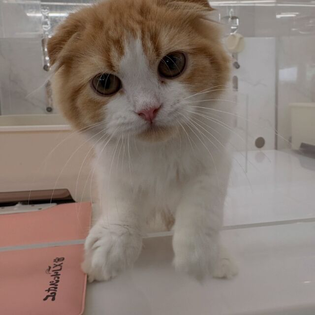 NICOPET（ニコペット）御経塚店 | ワンニャンギャラリー | NICO PET