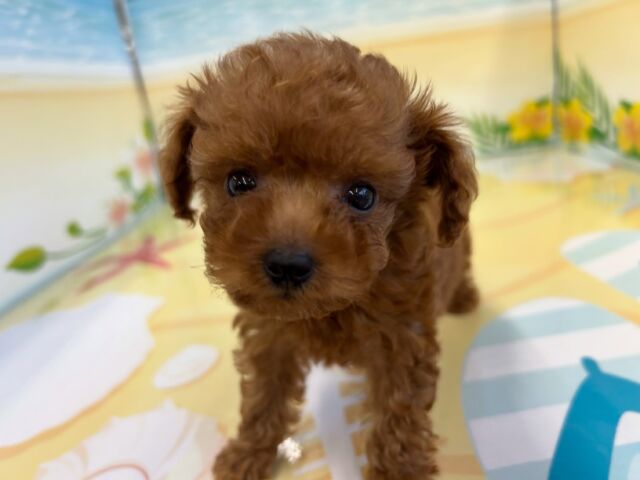 ペット屋ココ吉様 NICOPET（ニコペット）横浜瀬谷店 | ワンニャンギャラリー | NICO PET