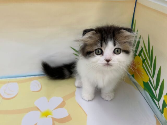 ペット屋ココ吉様 NICOPET（ニコペット）横浜瀬谷店 | ワンニャンギャラリー | NICO PET