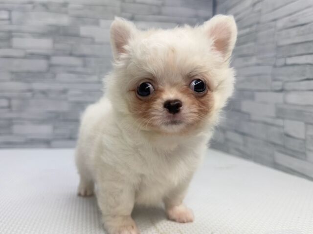 NICOPET（ニコペット）横浜瀬谷店 | ワンニャンギャラリー | NICO PET