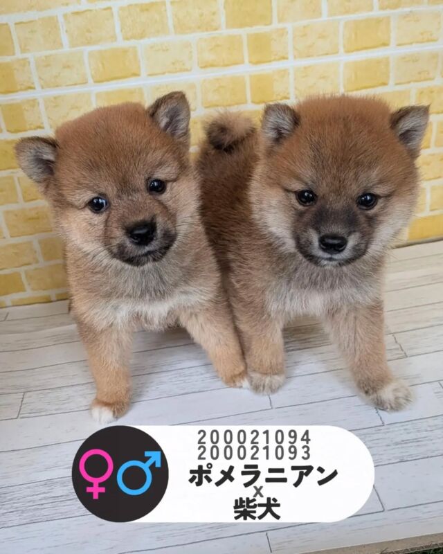 NICOPET（ニコペット）長岡店 | ワンニャンギャラリー | NICO PET