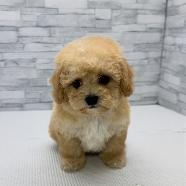 NICOPET（ニコペット）横浜瀬谷店 | ワンニャンギャラリー | NICO PET