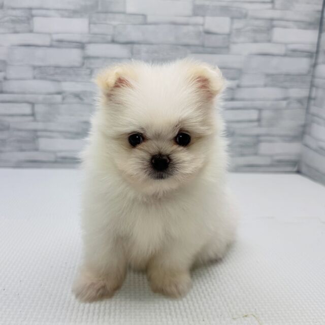 ペット専門ページ① NICOPET（ニコペット）横浜瀬谷店 | ワンニャンギャラリー | NICO PET