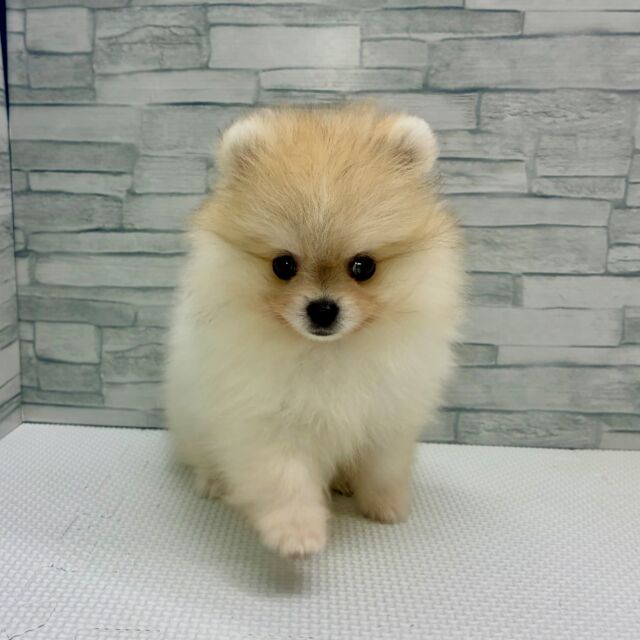 NICOPET（ニコペット）横浜瀬谷店 | ワンニャンギャラリー | NICO PET