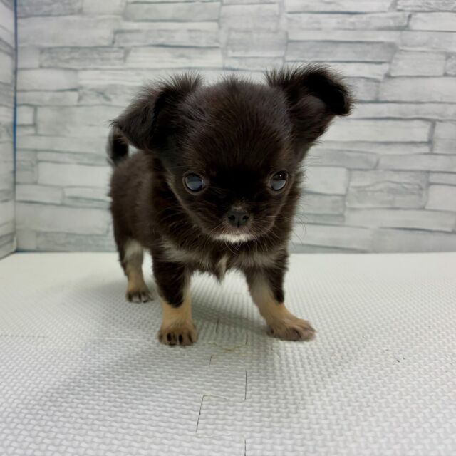 NICOPET（ニコペット）横浜瀬谷店 | ワンニャンギャラリー | NICO PET