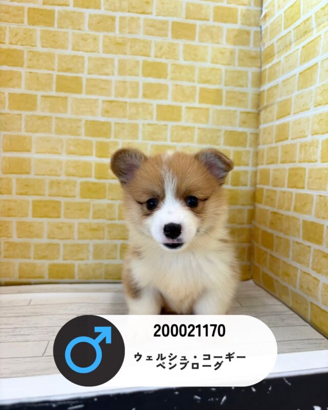 NICOPET（ニコペット）長岡店 | ワンニャンギャラリー | NICO PET