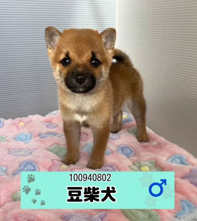 いぬ子 ページ NICOPET（ニコペット）長岡店 | ワンニャンギャラリー | NICO PET