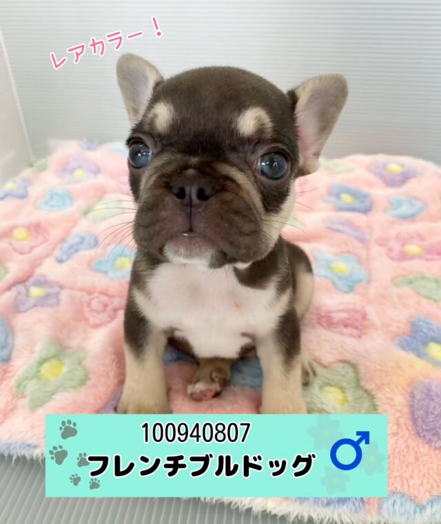 NICOPET（ニコペット）長岡店 | ワンニャンギャラリー | NICO PET