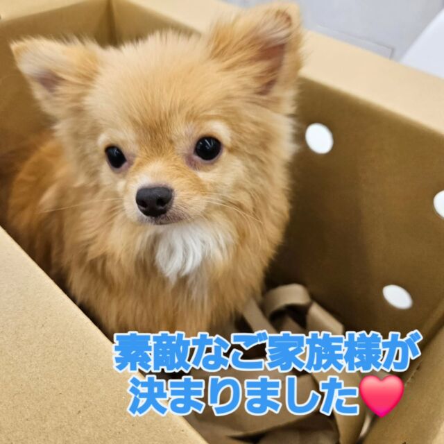 NICOPET（ニコペット）富山店 | ワンニャンギャラリー | NICO PET
