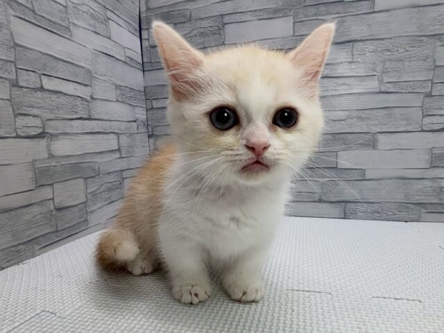 NICOPET（ニコペット）横浜瀬谷店 | ワンニャンギャラリー | NICO PET